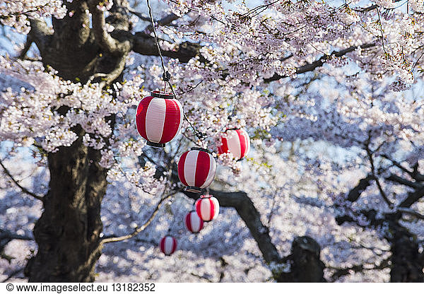 Hokkaido  Hakodate  Paper lantern hanging in the blooming cherry trees