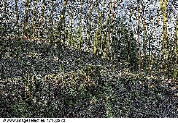 Holmingham Wood in the Exe Valley near Bampton  Devon  England.