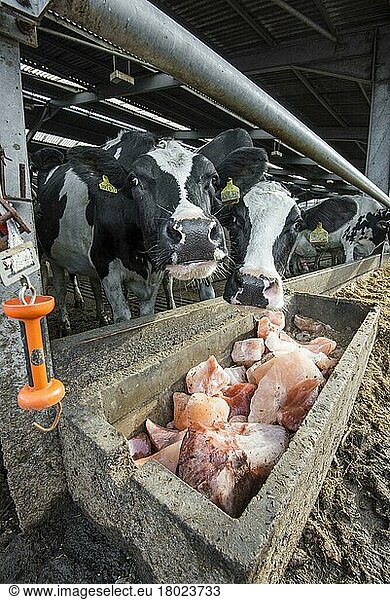 Holstein cattle  Holstein cattle  purebred  farm animals  domestic animals (cloven-hoofed animals)  animals  mammals  ungulates  domestic cattle  cattle  Domestic Cattle  Holstein dairy cows  licking rock salt in cubicle house  Staffordshire  England  United Kingdom  Europe