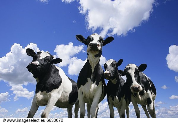 Holstein-Friesian Cattle