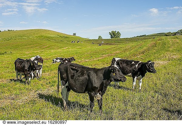 Holsteinkühe auf einer Weide im Palouse Country in der Nähe von Moskau  Idaho  USA.