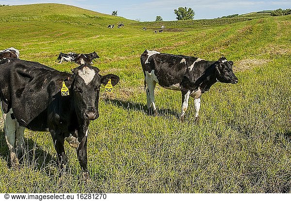 Holsteinkühe auf einer Weide im Palouse Country in der Nähe von Moskau  Idaho  USA.
