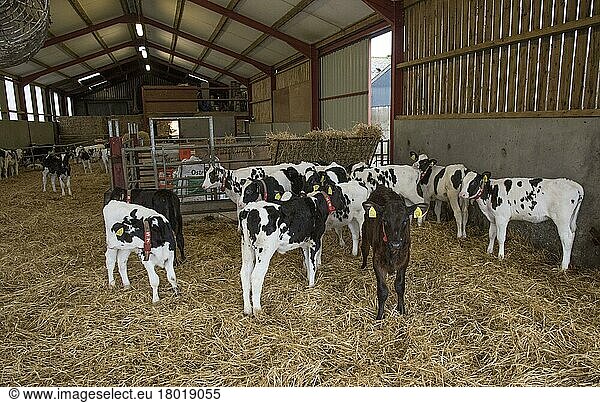 Holsteinrind  Holsteinrinder  reinrassig  Nutztiere  Haustiere  Paarhufer  Tiere  Säugetiere  Huftiere  Hausrinder  Rinder  Domestic Cattle  Holstein dairy calves  at 3 1/2 weeks to 85 days  standing in straw yard  Scotland  January