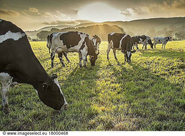 Holsteinrind  Holsteinrinder  reinrassig  Nutztiere  Haustiere  Paarhufer  Tiere  Säugetiere  Huftiere  Hausrinder  Rinder  Domestic Cattle  Holstein dairy cows  herd grazing in pasture at sunrise  Longridge  Lancashire  England  Sept