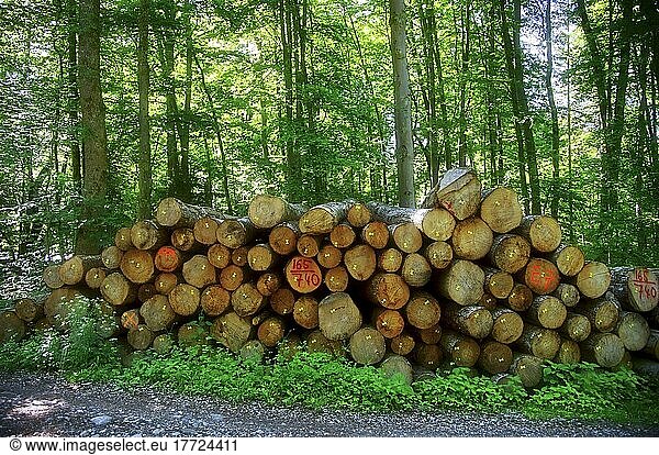 Holzeinschlag  Holzstämme im Wald  Bäume  gestapelt  gekennzeichnet  Würmtal bei Gauting  Deutschland  Europa