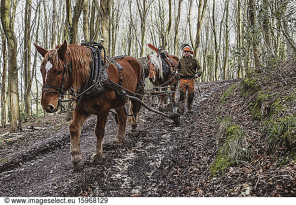 Holzfäller beim Fahren eines Arbeitspferdes beim Ziehen eines Baumstammes.