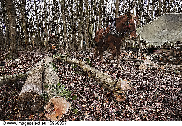 Holzfäller beim Fahren eines Arbeitspferdes beim Ziehen eines Baumstammes.