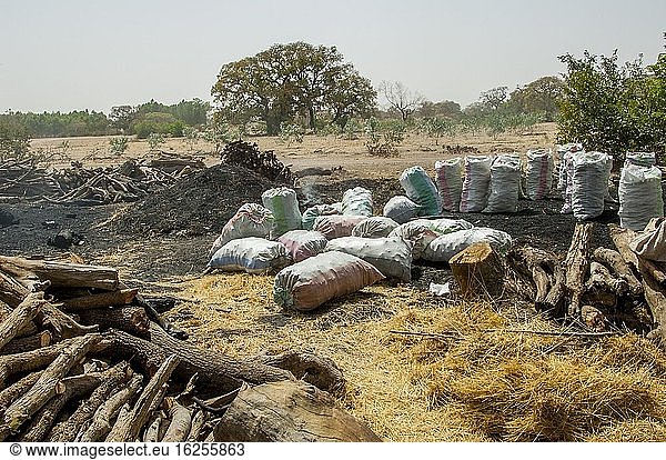 Holzkohleproduktion auf einem Feld in der Nähe von Djenne  einer Stadt in der Sahelzone in Zentralmali.
