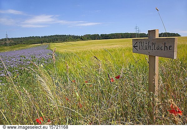 Holzschild als Hinweis auf eine angelegte Blühfläche  Solms  Hessen  Deutschland  Europa