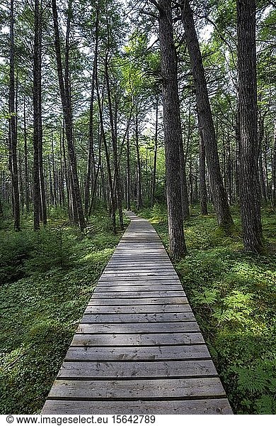 Holzsteg durch lichten Nadelwald im Kejimkujik-Nationalpark  Nova Scotia  Kanada  Nordamerika