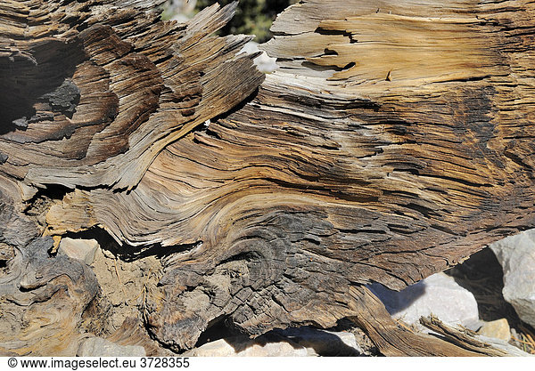 Holzstruktur einer Grannen-Kiefer (Pinus aristata)  Bristlecone Pine Grove  Great Basin Nationalpark  Nevada  USA