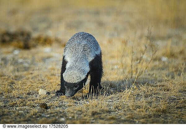 Honey badger (Mellivora capensis) in search of prey  Etosha National Park  Namibia  Africa