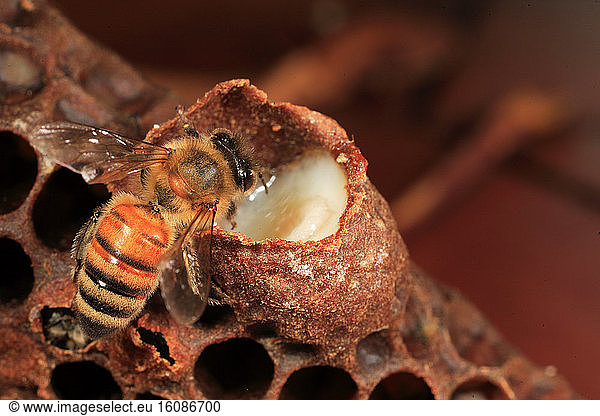 Honey bee (Apis mellifera) - A bee inspects a royal cell filled with royal jelly. Royal jelly is essential for the development of a colony. This secretion mixed with pre-digested pollen is produced by the pharyngeal glands of the young nursing bees. It is an exceptional nutrient allowing bee larvae to grow at a pace with no equivalent in the rest of the animal kingdom.