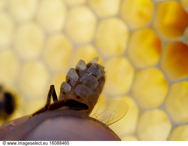 Honey bee (Apis mellifera) - A bee secreting wax scales. The bee has 8 wax glands of which the bee controls the functioning in well-determined  heat and dietary conditions. Only the bees between the ages of 12 to 18 days produce wax.