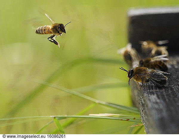 Honey bee (Apis mellifera) - A drone ready for take-off the flight board.