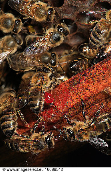 Honey bee (Apis mellifera) - La propolis est une pâte collante très odorante que les abeilles utilisent pour sceller la ruche. Une fine couche recouvre également les peignes de la ruche. La propolis est responsable de l'odeur de la cire.