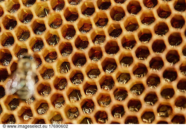 Honey bee eggs inside honeycomb