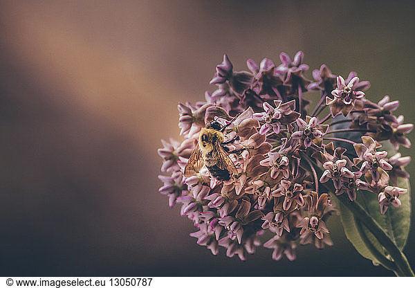 Honey bee feeding on flowers