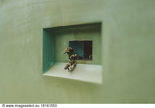 Honey bees entering green beehive