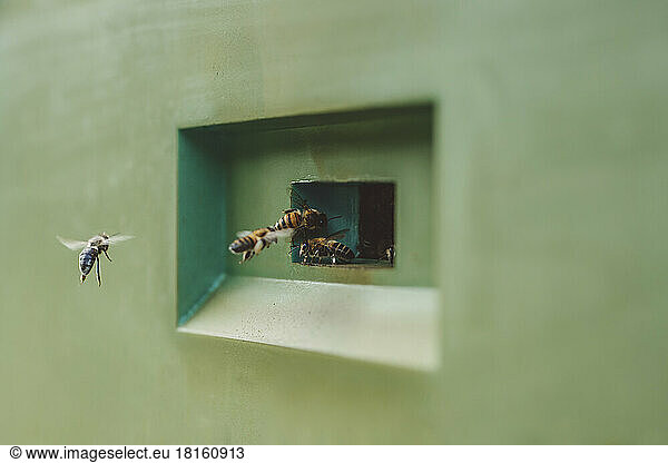 Honey bees flying and entering green beehive