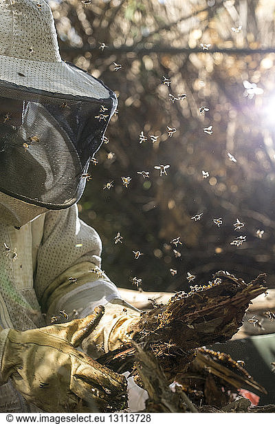 Honey bees flying around beekeeper holding plant bark