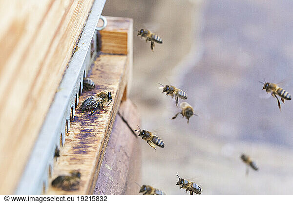 Honey bees flying near beehive