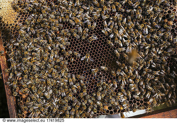 Honey bees on beehive