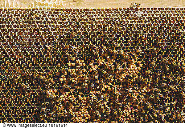 Honey bees on beehive at apiary