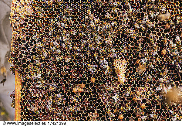 Honey bees on beehive at farm