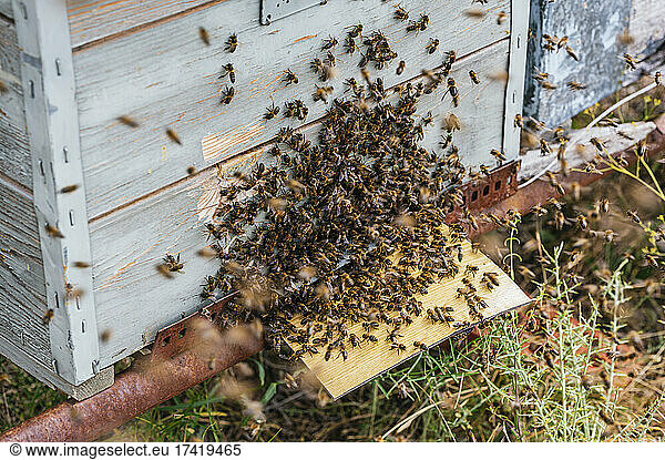 Honey bees on box at farm
