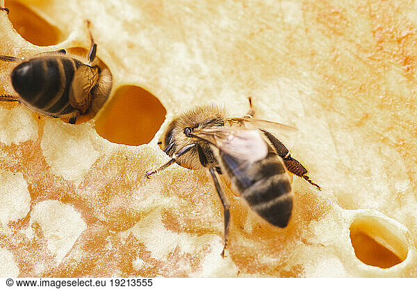 Honey bees sitting on honeycomb