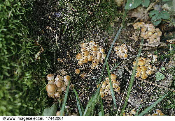 Honey mushrooms growing in forest