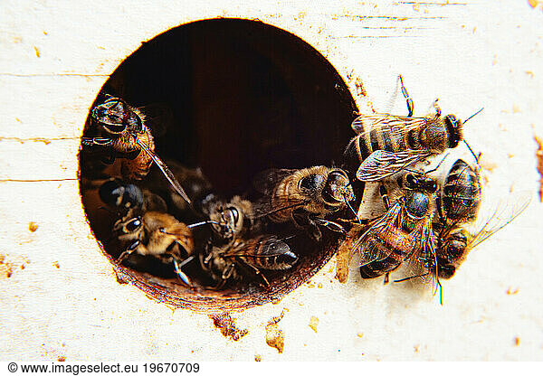 Honeybees at the entrance to a beehive.