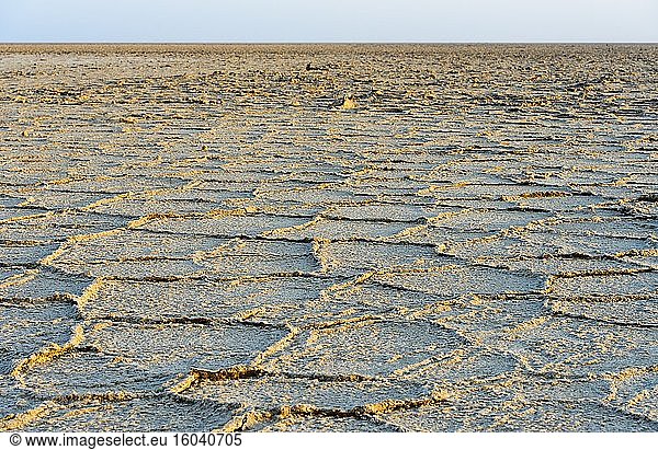 Honeycomb-shaped rock salt deposits on the Assale Salt Lake  Hamadela  Danakil Depression  Afar Triangle  Ethiopia.