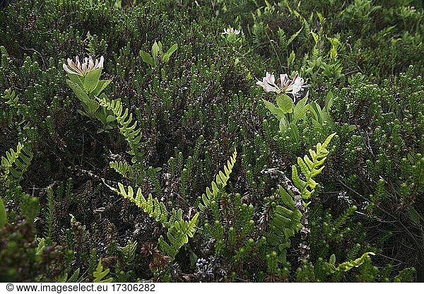 Honeysuckle (Lonicera caprifolium) and spotted fern (Polypodium vulgare)  Langeoog  Lower Saxony  Germany  Europe