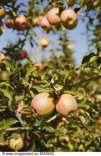 Honig-knusprige Äpfel am Baum