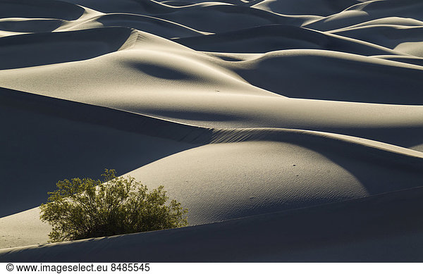 Honig-Mesquite Baum (Prosopis glandulosa torreyana) auf den Mesquite Flat Sand Dunes  Sandd¸nen am fr¸hen Morgen  Death Valley  Death-Valley-Nationalpark  Kalifornien  USA