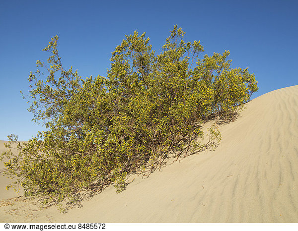 Honig-Mesquite (Prosopis glandulosa torreyana) bl¸ht im Fr¸hling auf einer D¸ne  Mesquite Flat Sand Dunes  Sandd¸nen Death Valley  Death-Valley-Nationalpark  Kalifornien  USA