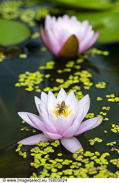 Honigbiene (Apis mellifera) auf Rosa Seerose (Nymphaea Pink)  Sorte Beauty  Wasserlinse  Baden-Württemberg  Deutschland  Europa