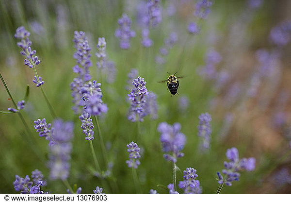 Honigbiene fliegt über Blumen