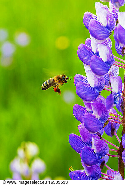 Honigbiene fliegt zur blühenden Lupine