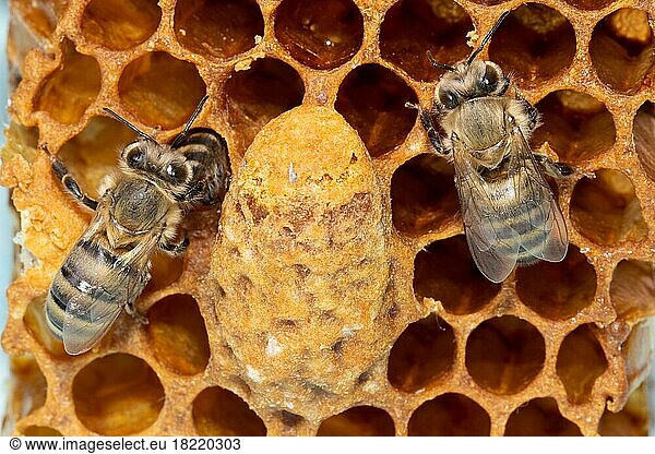 Honigbiene zwei Tiere an Wabe neben Königinnenzelle sitzend von hinten