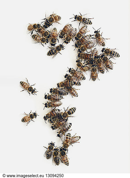 Honigbienen auf weißem Hintergrund