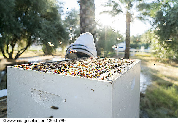 Honigbienen fliegen über Bienenstock mit dahinter stehendem Imker