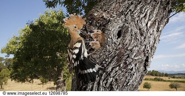 Hoopoe (Upupa epops) feeding their youngs in the nest Montuiri Majorca Balearic Islands Spain