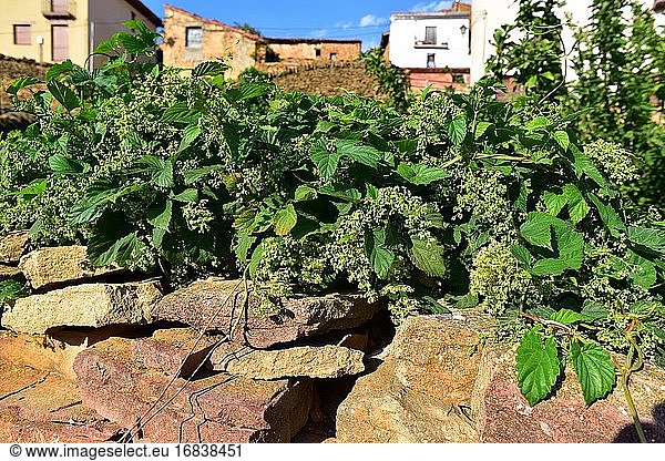 Hopfen (Humulus lupulus) ist eine kletternde Laubpflanze  die in Europa  Nordamerika und Westasien heimisch ist. Seine Früchte werden zum Aromatisieren und Bittermachen von Bier verwendet. Dieses Foto wurde in Iglesuela del Cid  Maestrazgo  Teruel  Aragon  Spanien aufgenommen.