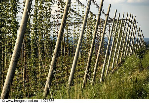 Hopfenfeld kurz vor der Ernte bei Siegenburg Hallertau oder Holledau Bayern Deutschland Europa