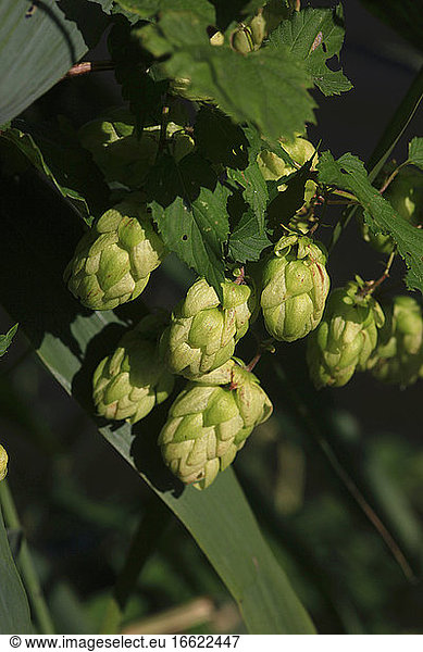 Hops growing outdoors