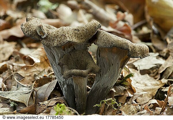 Horn of Plenty (Craterellus cornucopioides) fruiting bodies  growing amongst leaf litter in woodland  New Forest  Hampshire  England  United Kingdom  Europe