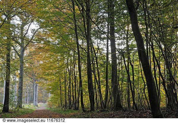 Hornbeam grove in the Forest of Rambouillet  Haute Vallee de Chevreuse Regional Natural Park  Yvelines department  Ile-de-France region  France  Europe.